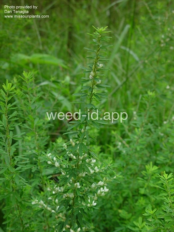 lespedeza, sericea